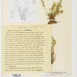 Podistera yukonensis