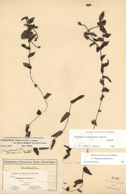 Potamogeton perfoliatus