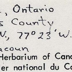 Deparia acrostichoides