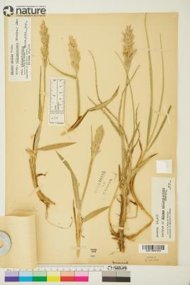 Leymus villosissimus