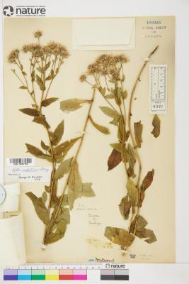 Symphyotrichum ascendens