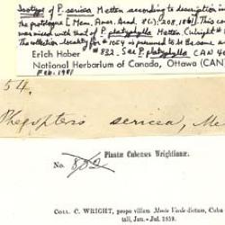 Phegopteris (C.Presl) F??e