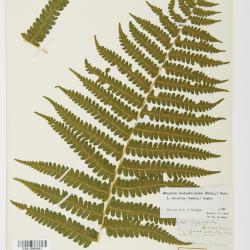 Deparia acrostichoides