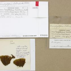 Campylopus schimperi