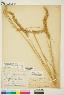 Calamagrostis Adans.