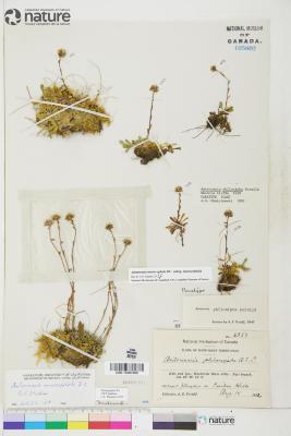 Antennaria monocephala