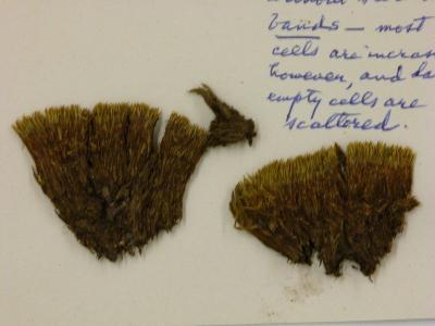 Campylopus schimperi