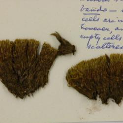 Campylopus schimperi