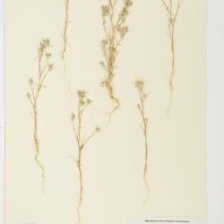 Eriastrum brandegeei