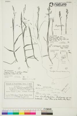 Arctophila (Rupr.) Andersson