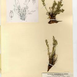 Podistera yukonensis