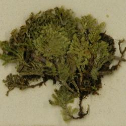 Hypopterygium flavolimbatum