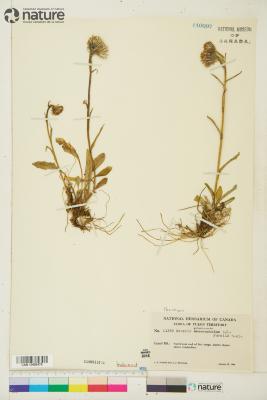 Tephroseris yukonensis