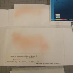 Sulcaria spiralifera