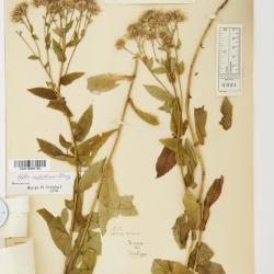 Symphyotrichum ascendens