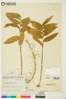 Maianthemum stellatum