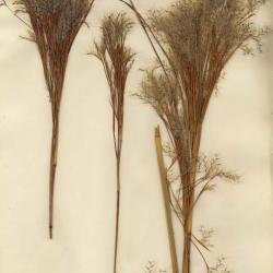 Andropogon glomeratus