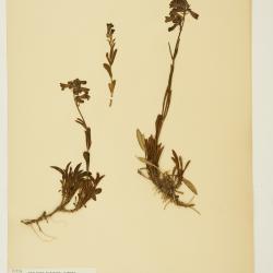 Penstemon attenuatus