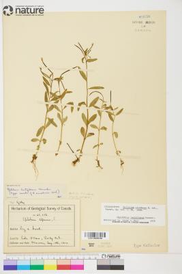 Epilobium L.