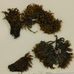 Orthotrichum anomalum