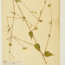 Hymenostephium uniseriatum