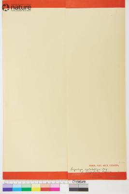 Lespedeza cyrtobotrya