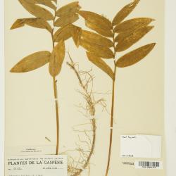 Maianthemum stellatum