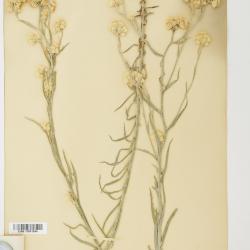 Pseudognaphalium jaliscense