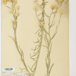 Pseudognaphalium jaliscense