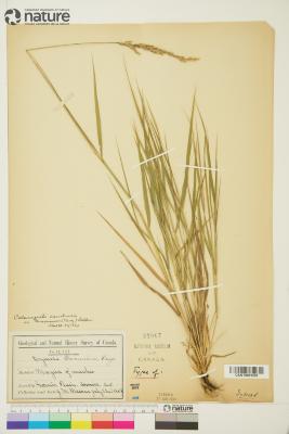 Calamagrostis canadensis