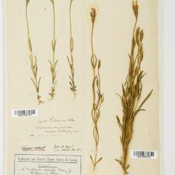 Gentianopsis macounii