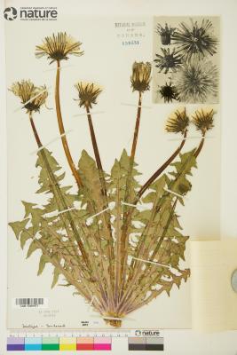 Taraxacum boreophilum