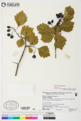 Crataegus shuswapensis