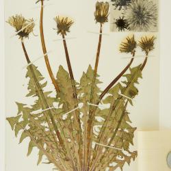 Taraxacum boreophilum