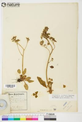 Micranthes occidentalis