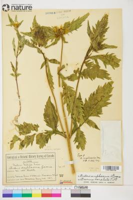Bidens amplissima