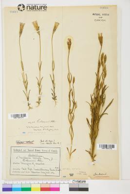 Gentianopsis macounii