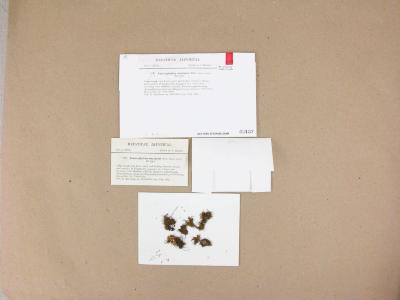 Schizophyllopsis bidens