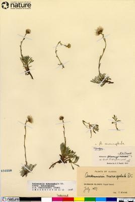 Antennaria monocephala