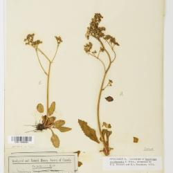 Micranthes occidentalis