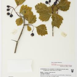 Crataegus shuswapensis