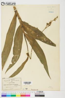 Tradescantia Ruppius ex L.