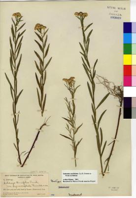 Euthamia caroliniana