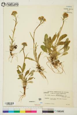 Tephroseris yukonensis