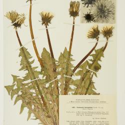 Taraxacum boreophilum