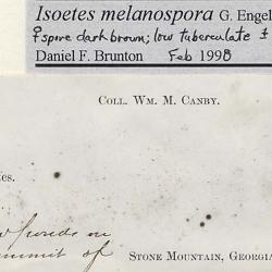 Isoetes melanospora