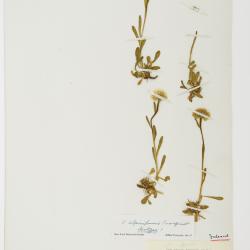 Erigeron alpiniformis