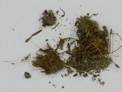 Oligotrichum hercynicum