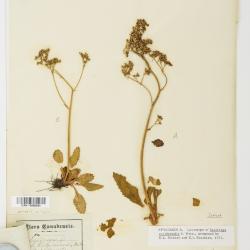 Micranthes occidentalis