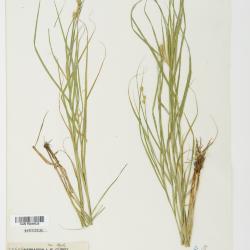 Carex tribuloides